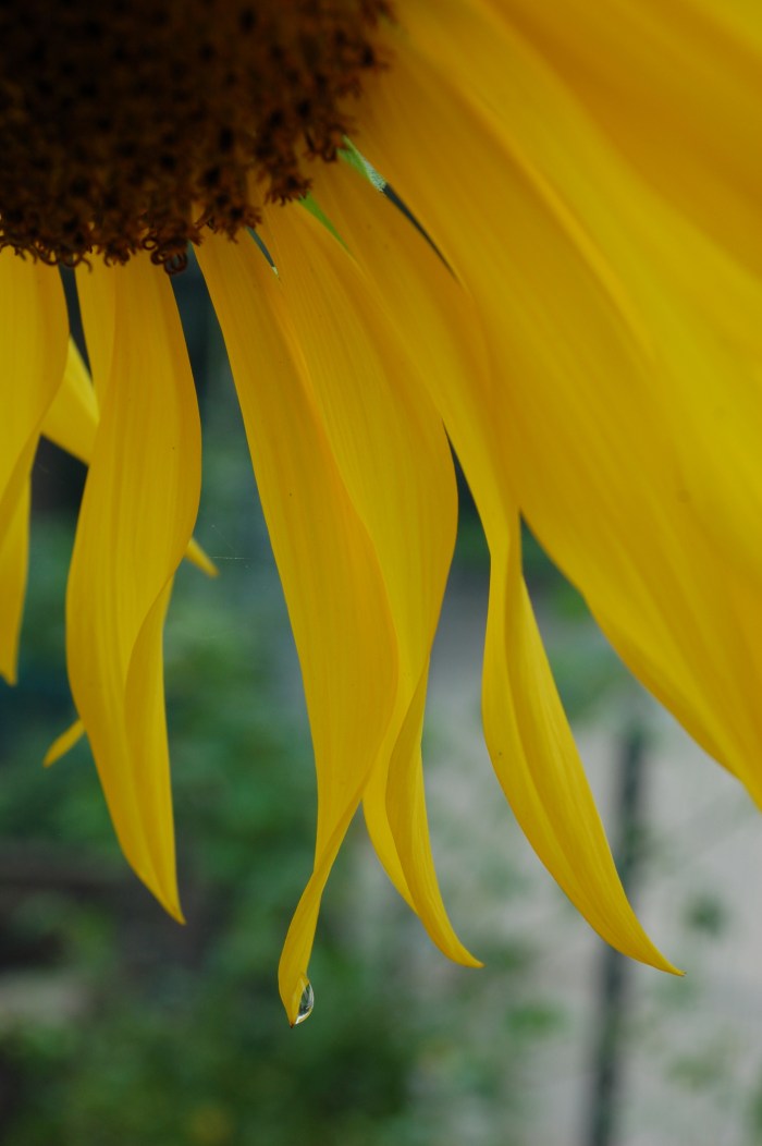 Hardy Sunflower DSC_1399