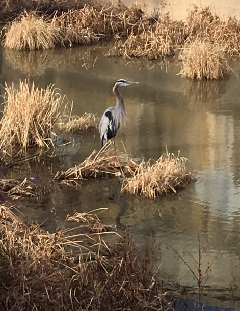 Blue Heron C&amp;O Canal 12-19-17 image4