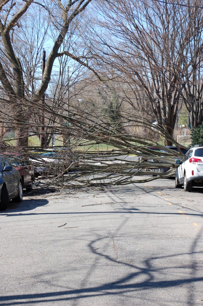 Volta Tree Crash 3-3-18 DSC_1606