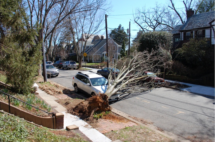 Volta Tree Down 3-3-18 Screen Shot 2018-03-03 at 12.36.04 PM