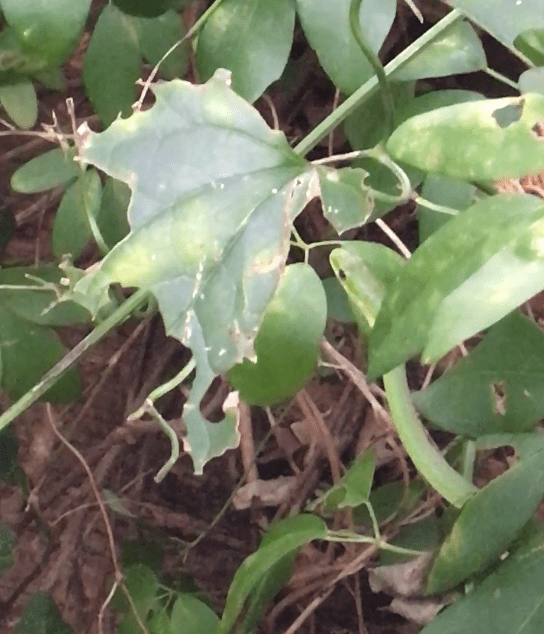 Capital Crescent Trail Snake 10-7-19 IMG_6069